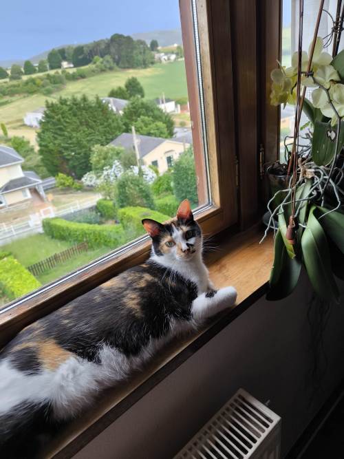 Gata extraviada
